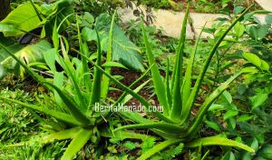 Manfaat Lidah Buaya atau Aloe Vera