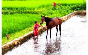 Wisata Mandi Kuda, Atraksi Unik dari Desa Pinabetengan