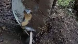 Waspada! Ada Ular Cobra Dekat Pemukiman Warga Desa Kaayuran Atas