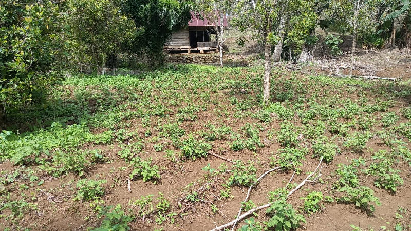 Tanam Ribuan Pohon Nilam dan Sereh Wangi, Ini Sasaran Petani Minsel Youke Tambuwun