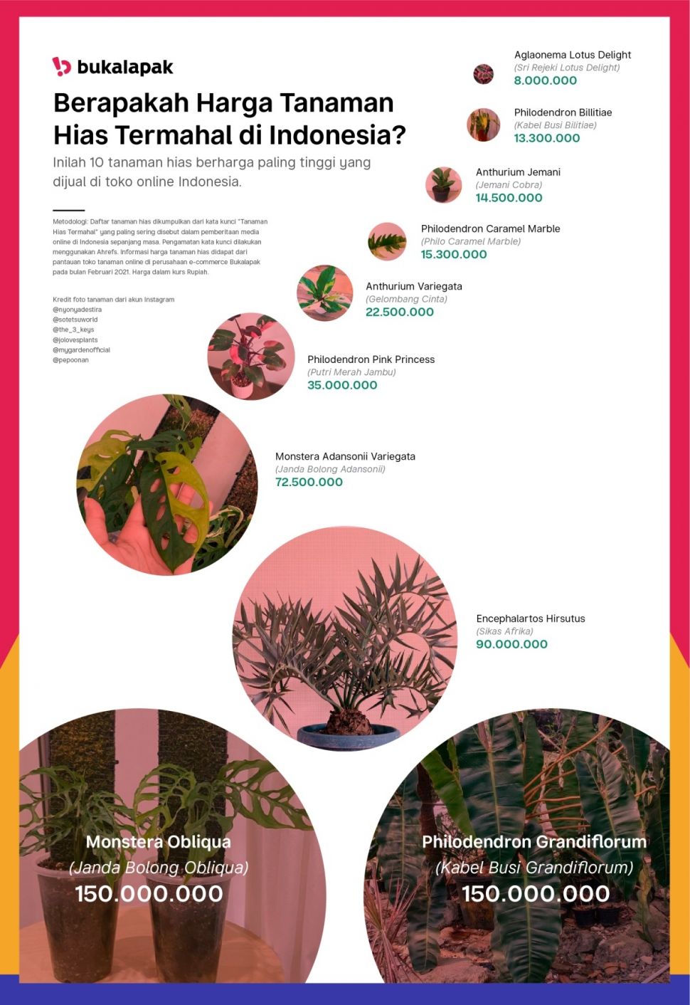 INFOGRAFIS 10 Tanaman  Hias  Termahal  di Tanah Air 