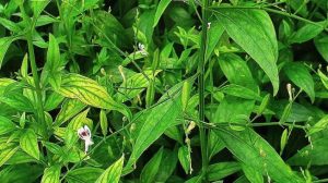 Studi Membuktikan, Herbal Asli Indonesia Sambiloto Ampuh Lawan Covid-19