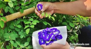 Bunga Telang, Kaya Antioksidan dan Bukan Sekedar Pewarna