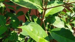 Daun Salam Bermanfaat Turunkan Darah Tinggi, Diabetes, dan Asam Urat