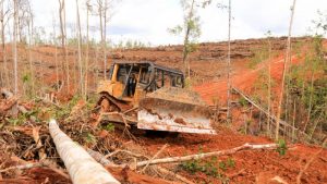 Korindo, Perusahaan Kelapa Sawit dan Kayu Dikeluarkan dari Forest Stewardship Council