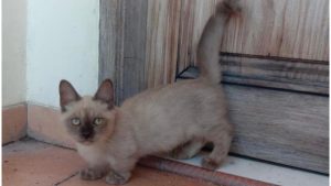 Munchkin, Kucing Ras Bertubuh Pendek dan ‘Gemoy’ Milik Om Akmal