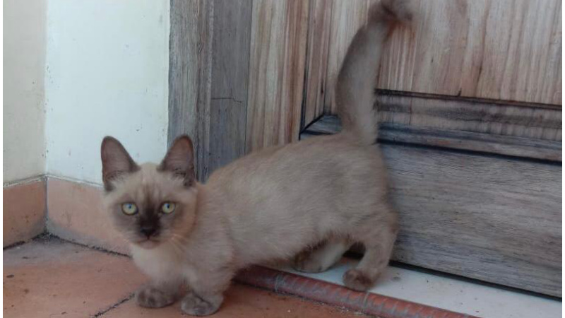 Munchkin, Kucing Ras Bertubuh Pendek dan u0027Gemoyu0027 Milik Om Akmal 