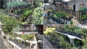 Dinas Ketahanan Pangan Mitra Genjot Optimalisasi Pekarangan