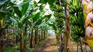 5 Manfaat Minum Jus Batang Pohon Pisang Bagi Kesehatan