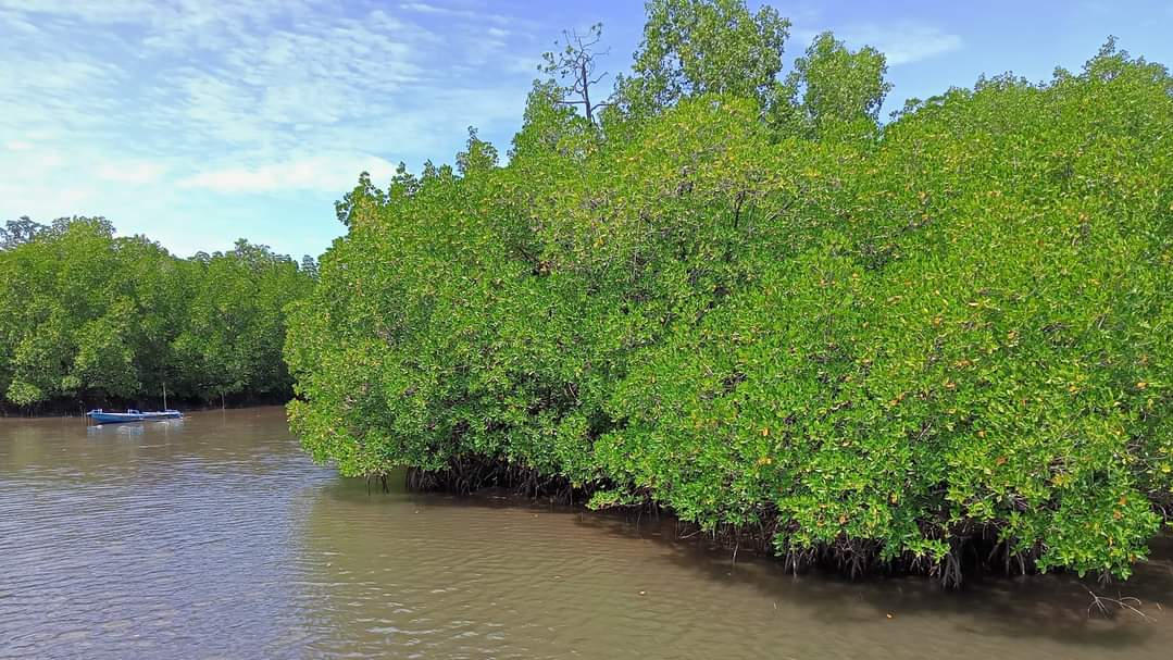 Jelajah di Hutan Mangrove dan Pantai Sondaken Minsel, Apa Saja Potensinya?
