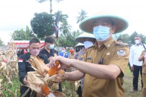 Panen Jagung, Caroll Senduk Apresiasi LSM yang Terus Berinovasi