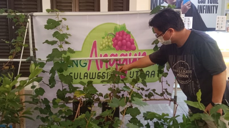 Buah Anggur Tumbuh Subur di Manado, Bisa Beli Bibitnya di Sini