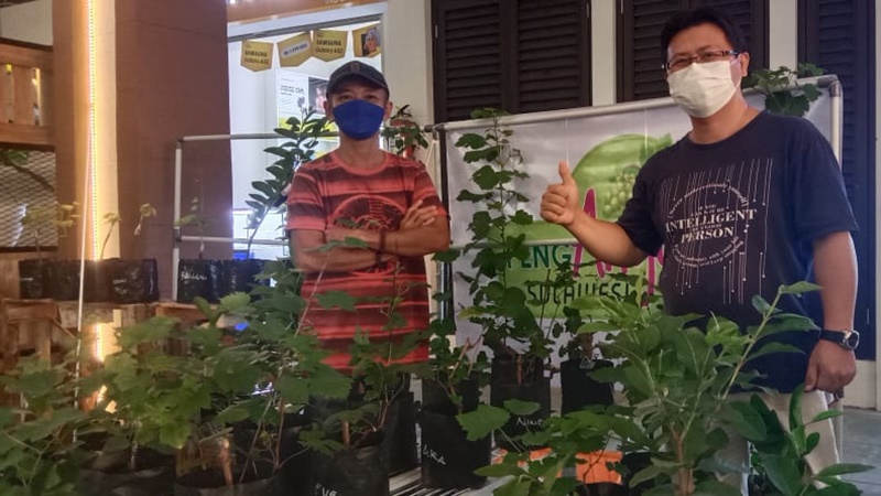 Buah Anggur Tumbuh Subur di Manado, Bisa Beli Bibitnya di Sini