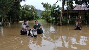 Hebat! Sosok Polisi Ini Bantu Evakuasi Warga Saat Banjir di Dumoga