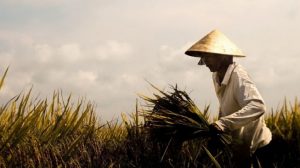 Upah Harian Buruh Tani Naik 0,11 Persen di September 2021