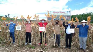Caroll Senduk Ajak Petani Manfaatkan Semua Program yang Ada, Termasuk dari Kementan RI
