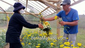 Petani Bunga Krisan Impikan Hal Ini Saat Jelang Natal