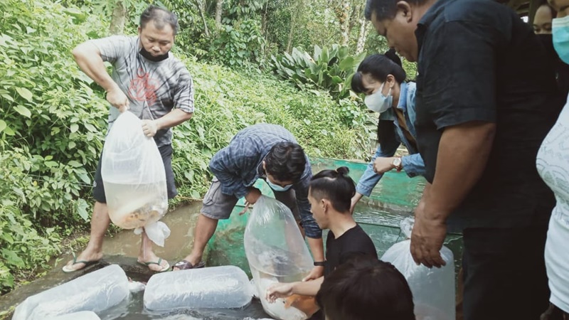 Pemuda Katolik Tombariri Timur Kembangkan Usaha Budidaya Ikan Air Tawar