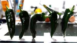 Berhasil Tumbuh, Para Astronot Panen Cabe di Luar Angkasa
