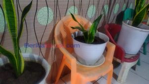 Punya Tanaman Hias di Dalam Rumah? Ini Jumlah yang Tepat dan Manfaatnya