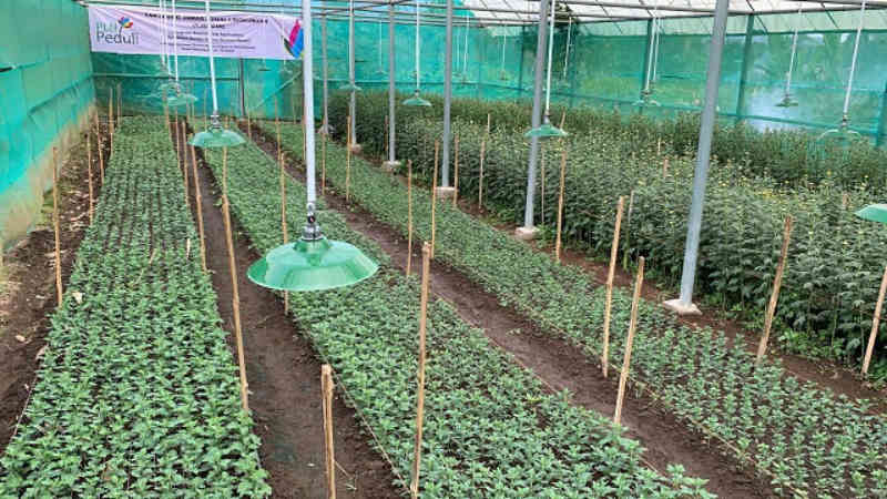 Petani Bunga Tomohon Sebut Kehadiran Listrik PLN Memangkas 50% Biaya Produksi