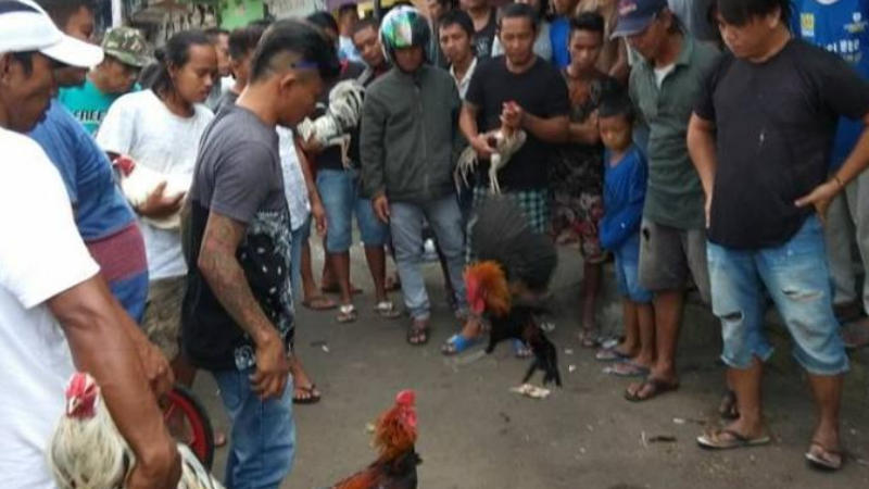 Pelaku Sabung Ayam di Tomohon Kebal Hukum? Denny Tampenawas: Saya Tertibkan!