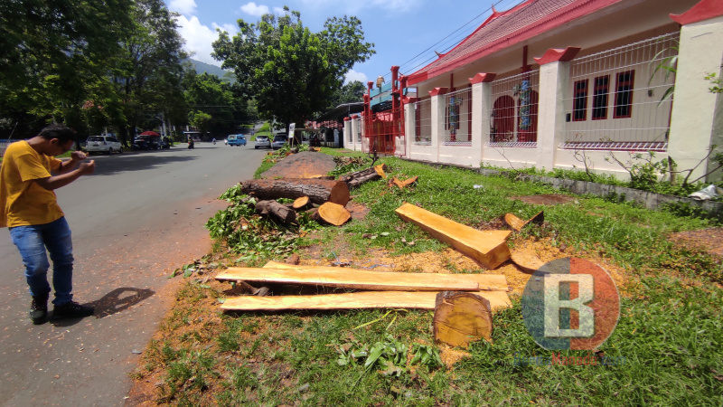 Pohon Perindang di Bitung Ditebang dan Diolah Jadi Bahan Bangunan