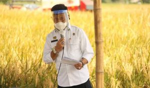 Akademisi IPB Sebut Indonesia Surplus Beras
