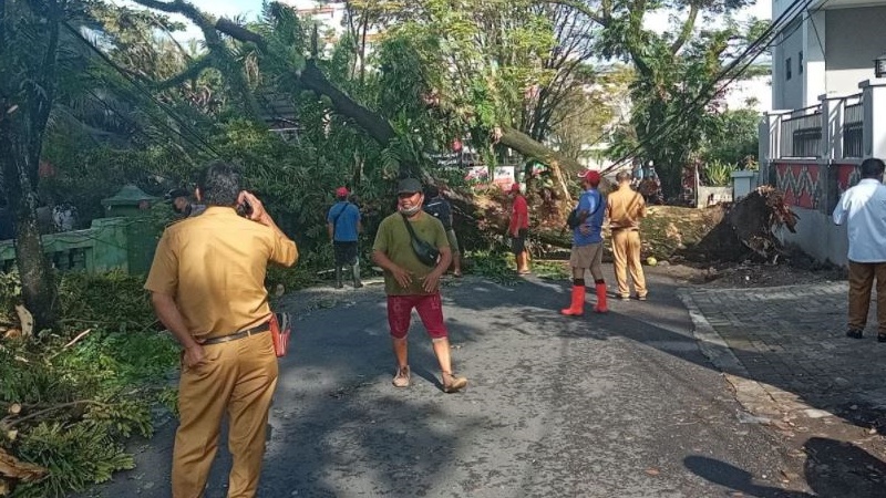 Pohon Tumbang Tutupi Akses Jalan Ahmad Yani, Babinsa 1309-03/WSM Turut Gotong Royong Kerja Bakti