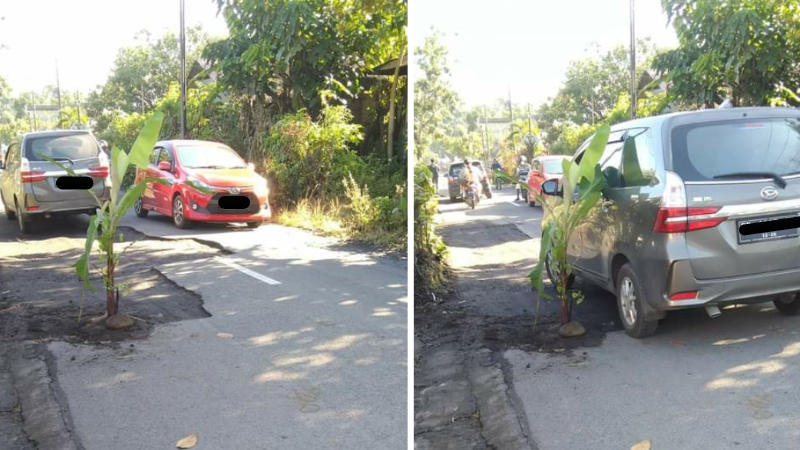 Aneh Tapi Nyata, Pohon Pisang Ini 'Tumbuh' di Jalan Aspal