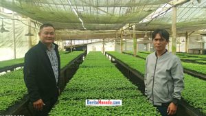 Seperti Ini Sistem Budidaya Bunga Krisan di Nongkojajar
