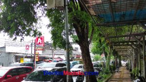 Waspada Pohon Tumbang! Masyarakat Diminta Hati-Hati