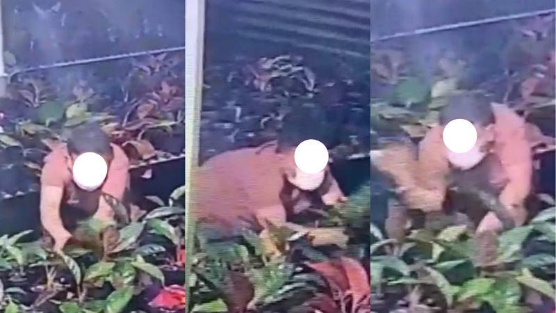 Di Tangerang, Tanaman Aglonema Jadi Sasaran Pencurian