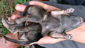 Viral! Anjing Berkaki Tujuh di Bolmut, Ini Penampakannya