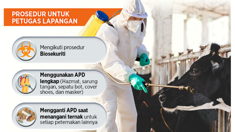 Cara Tepat Petugas Lapangan Tangani Penyakit Mulut dan Kuku pada Ternak