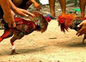 Judi Sabung Ayam Diduga Beroperasi di Desa Sea, Polisi Segera Tindak Tegas