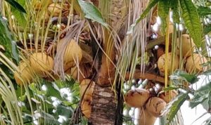 Manfaat Buah Kelapa untuk Kecantikan yang Jarang Diketahui
