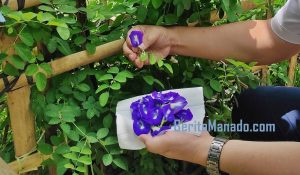 Ini Dia Manfaat Bunga Telang Yang Wajib Anda Ketahui