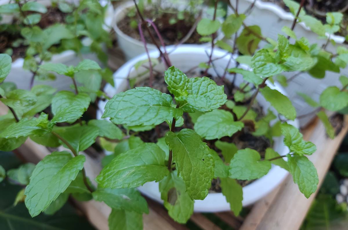 Daun Mint