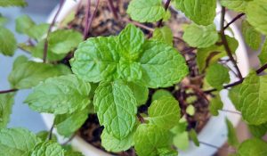 Inilah Khasiat Obat Alami Daun Mint Yang Belum Banyak Diketahui Orang