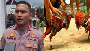 Jika Temukan Aktivitas Sabung Ayam, Kapolres Mitra Feri Sitorus: Japri ke Saya