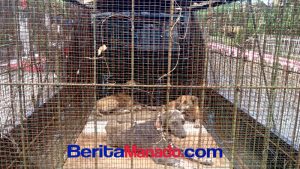 Pemkab Mitra Tangkap Hewan Berpotensi Rabies