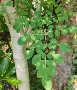 Tanaman Daun Kelor dan Manfaat Baik Buat Kesehatan