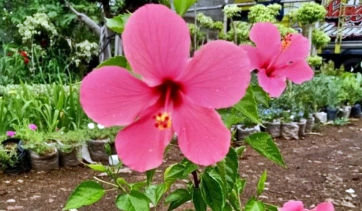 gambar bunga kembang sepatu. Bunga Kembang Sepatu atau Hibiscus adalah tanaman dari keluarga Malvaceae, tersebar luas di seluruh dunia, dikenal dengan bunganya yang besar dan cerah.