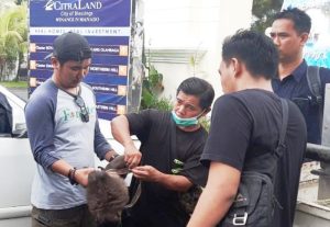 Tanpa Izin Pelihara Monyet Dilindungi, Pria Manado Ditangkap Polisi