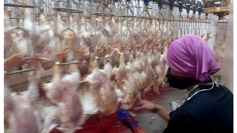 Produksi Ayam Potong Diproyeksi Surplus Ratusan Ton, KBI Sarankan Pengusaha Manfaatkan Resi Gudang
