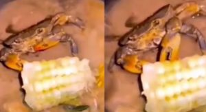 Kepiting Sedang Direbus, Eh… Malah Asyik Makan Jagung di Wajan