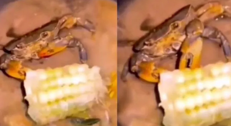 Kepiting Sedang Direbus, Eh... Malah Asyik Makan Jagung di Wajan