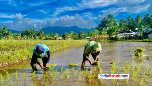 Alokasi Anggaran Pengadaan Bibit Tanaman oleh Pemkot Kotamobagu Diharapkan Mampu Pertahankan Tren Positif NTP