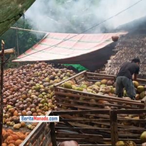 Harga Kopra Jatuh, Petani Harapkan Program ‘Marijo Ba Kobong’ Jadi Solusi